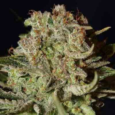 Super Bud > Green House Seed Company | Feminisierte Hanfsamen  |  Indica